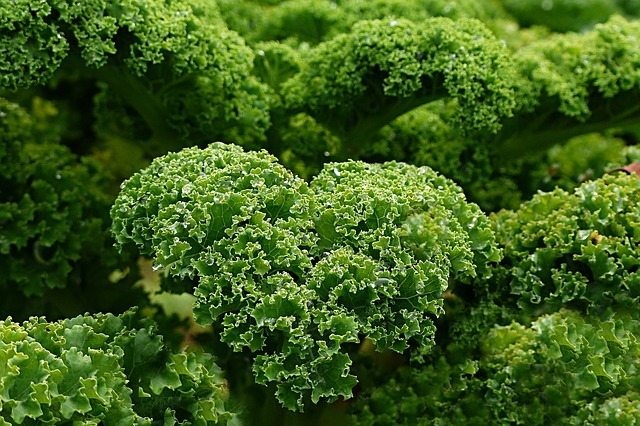 Bunches of kale.