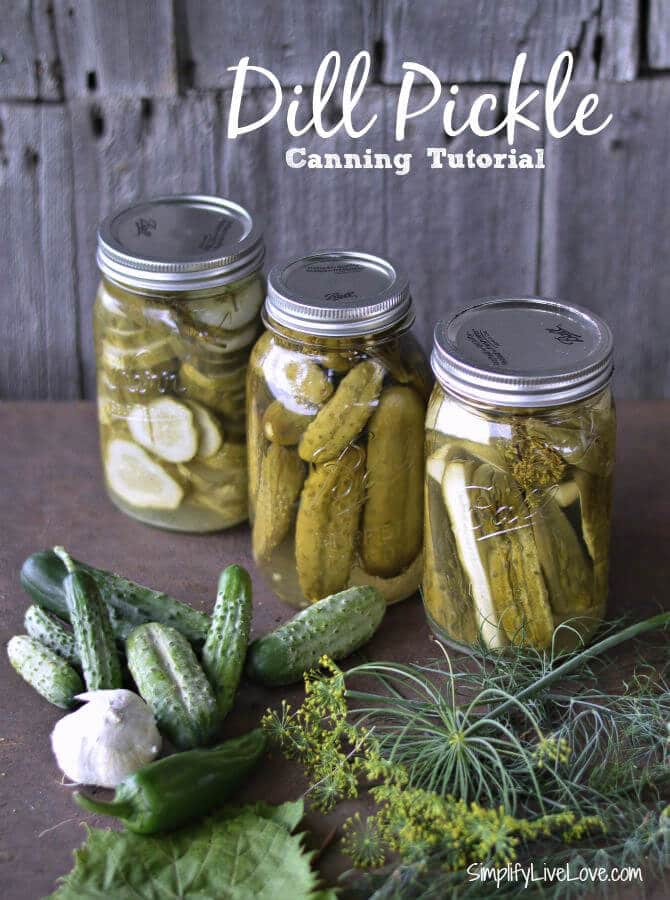 Three mason jars of pickles with the overlay text \"Dill Pickles Canning Tutorial.\"
