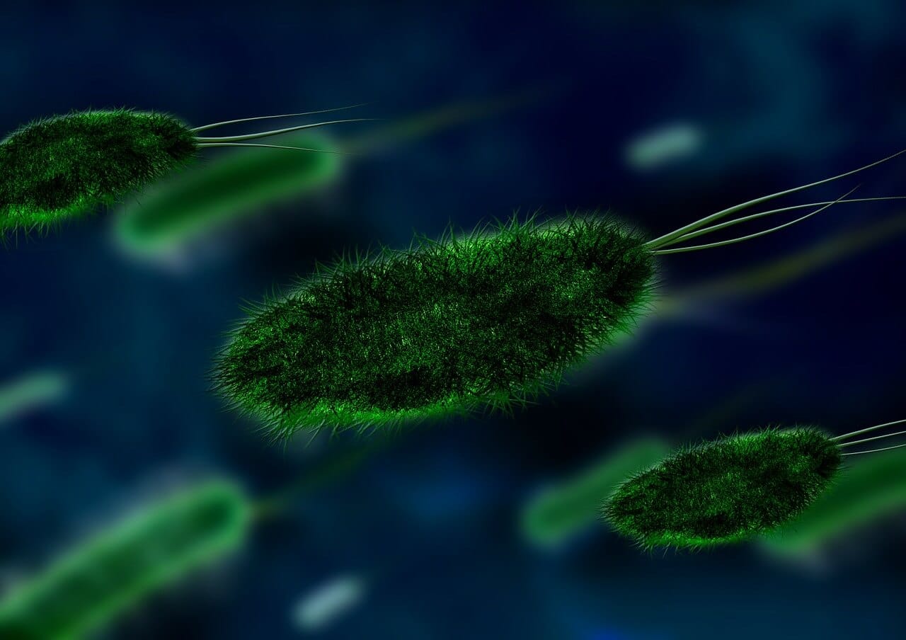 Microscope shot of green bacteria.