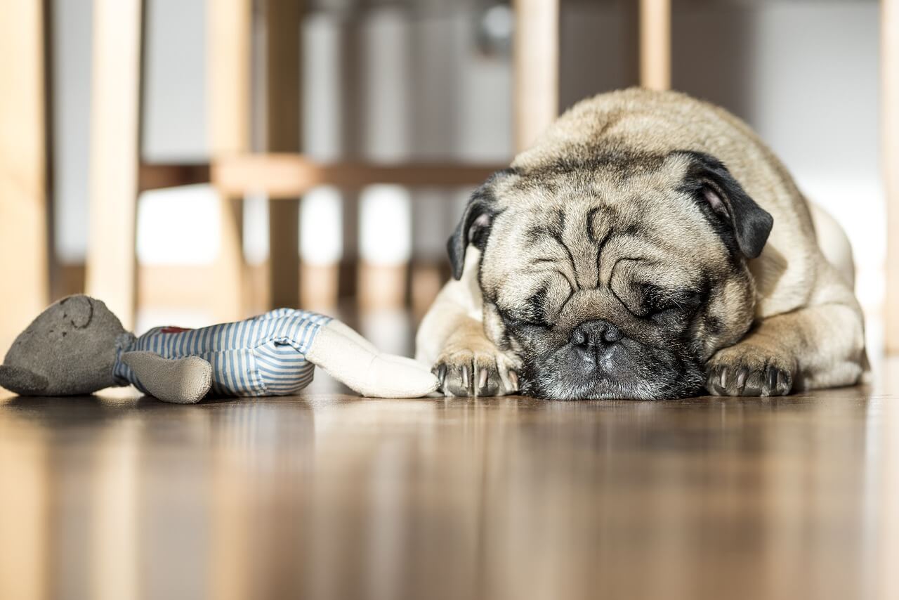 A pug laying down with his eyes closed.
