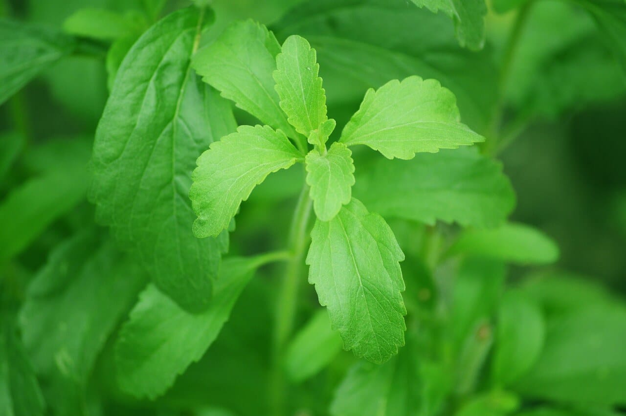 a green plant