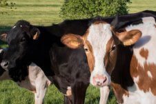 A group of cows.