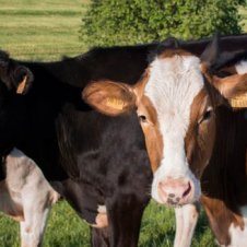 A group of cows.