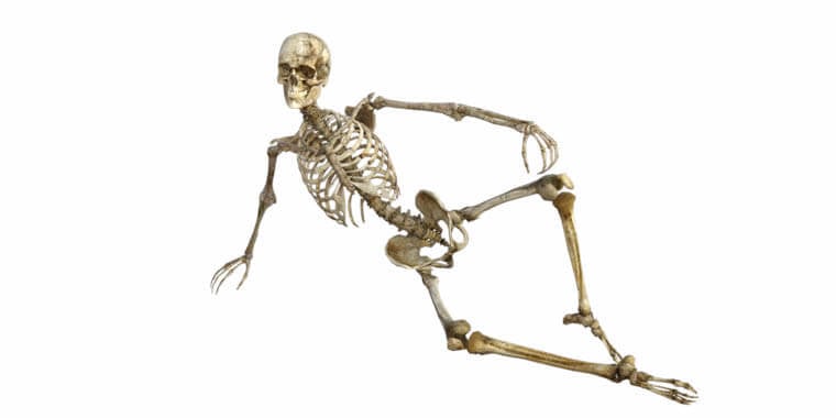 A close up of a skeleton model.
