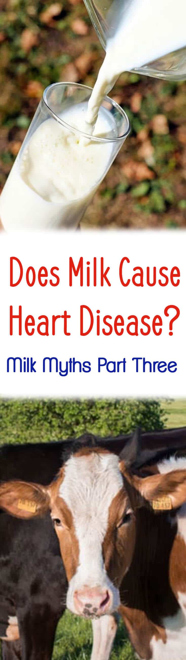 A pinterest image of milk and cow with the text overlay \"Does Milk Cause Heart Disease? Milk Myths Part Three.\"