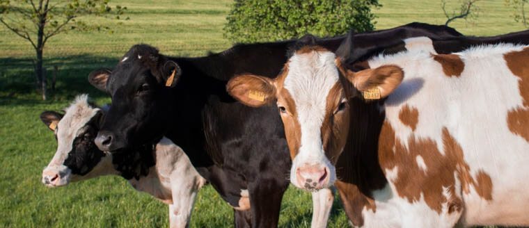 A group of cows.