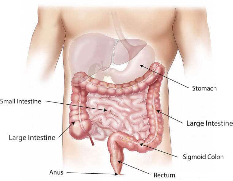 diagram of human GI tract