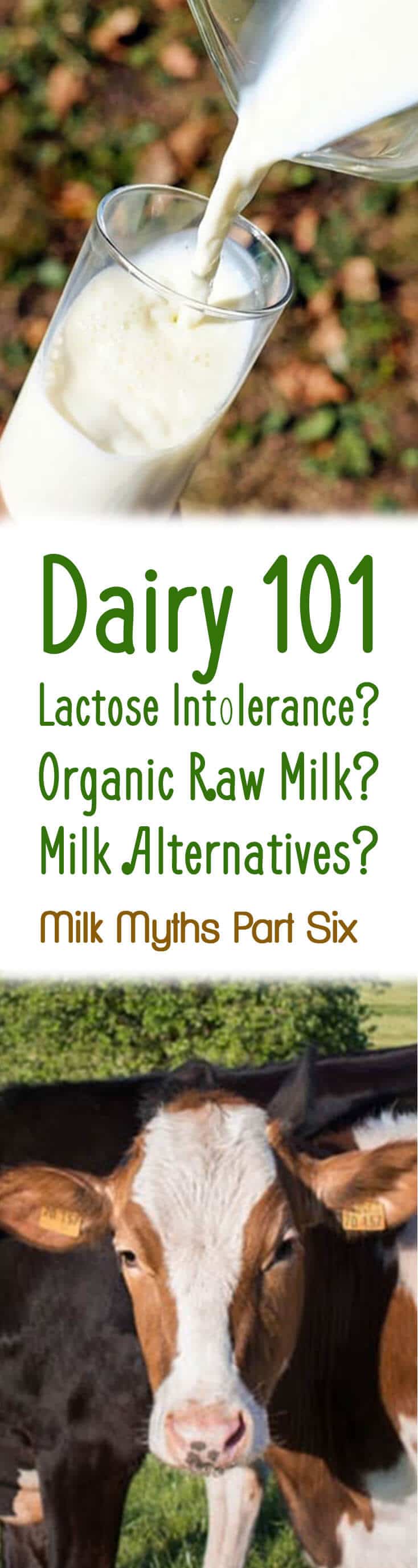 A pinterest image of milk and a cow with the overlay text \"Dairy 101 Lactose Intolerance? Organic Raw Milk? Milk Alternatives? Milk Myths Part Six.\"