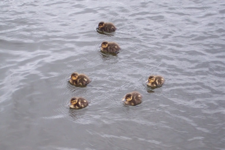 Photo of ducks swimming.