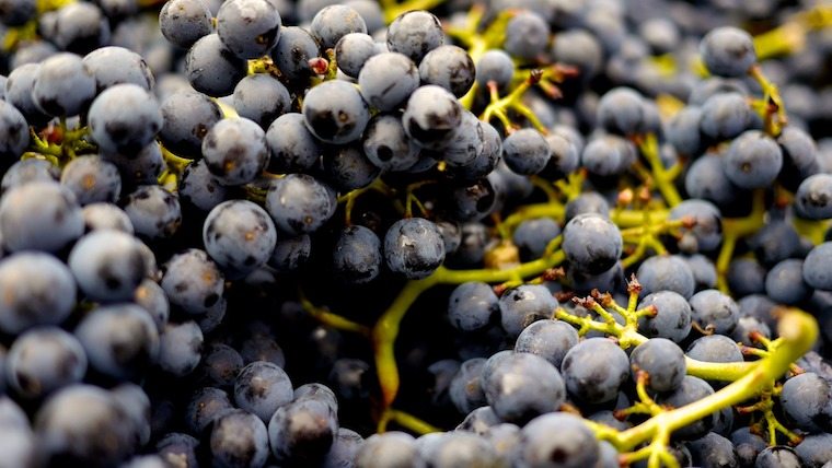 Photo of fruit on a vine.