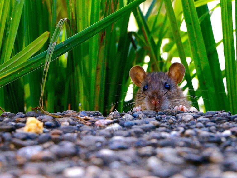 A photo of a hamster.