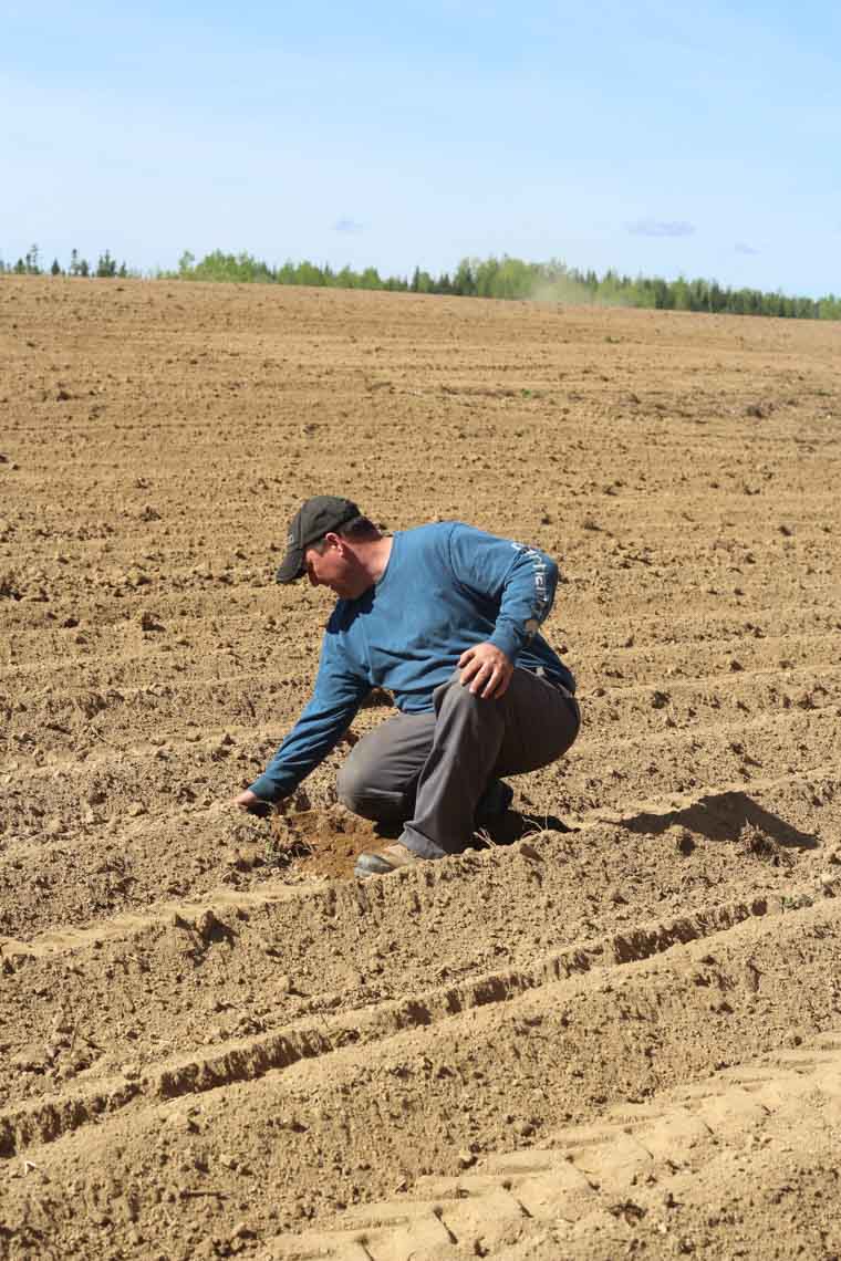A man planting potatoes.