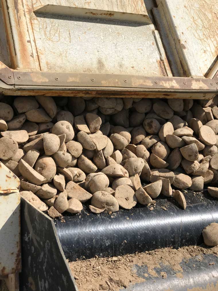 Potatoes in a truck.