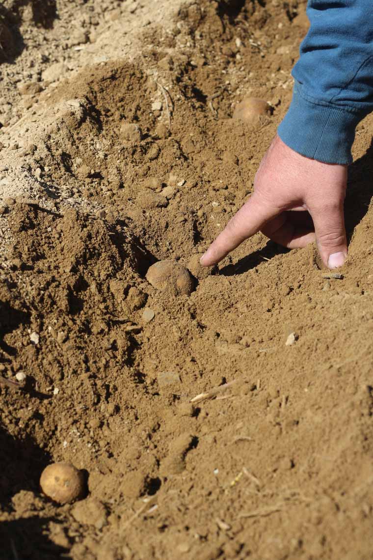 A man showing potatoes in the dirt.