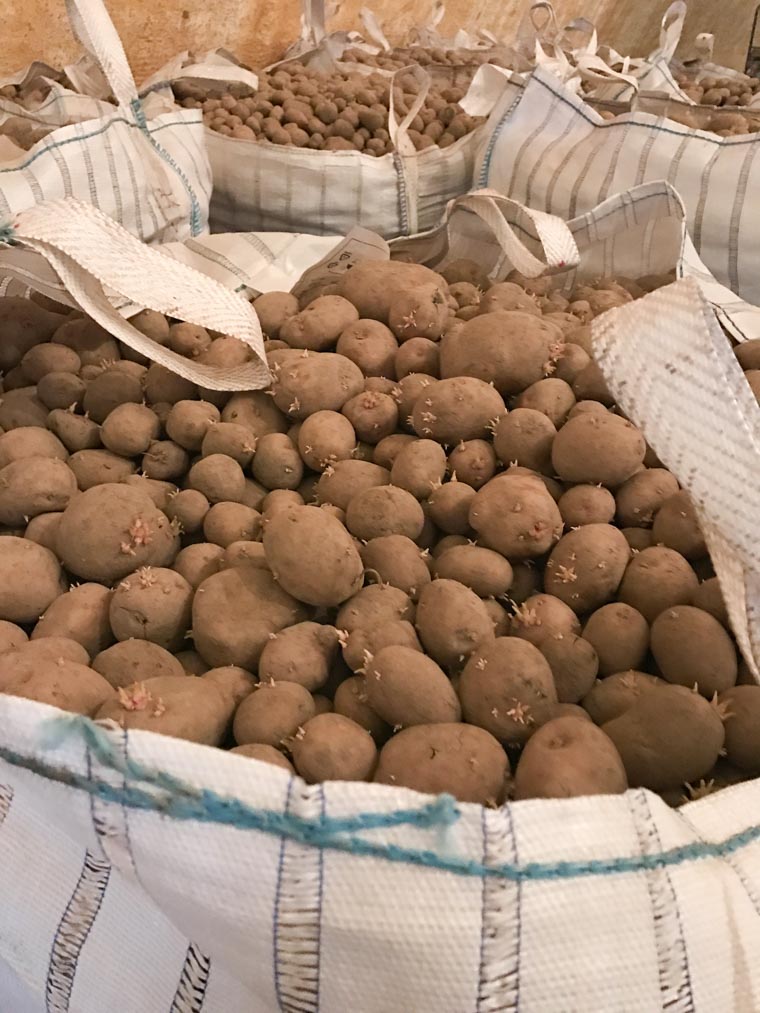A basket filled with potatoes.