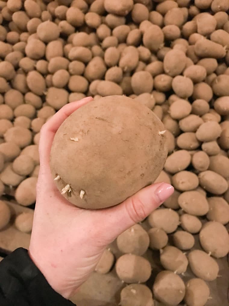 A photo of a hand holding a large potato.