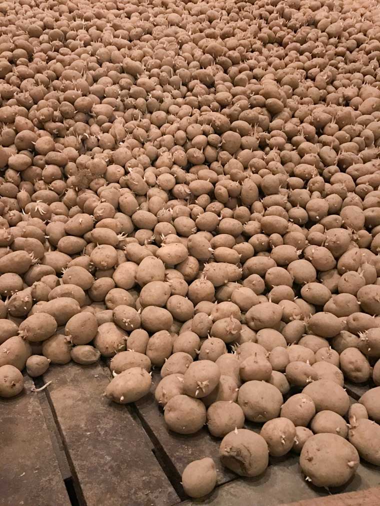 A pile of potatoes.