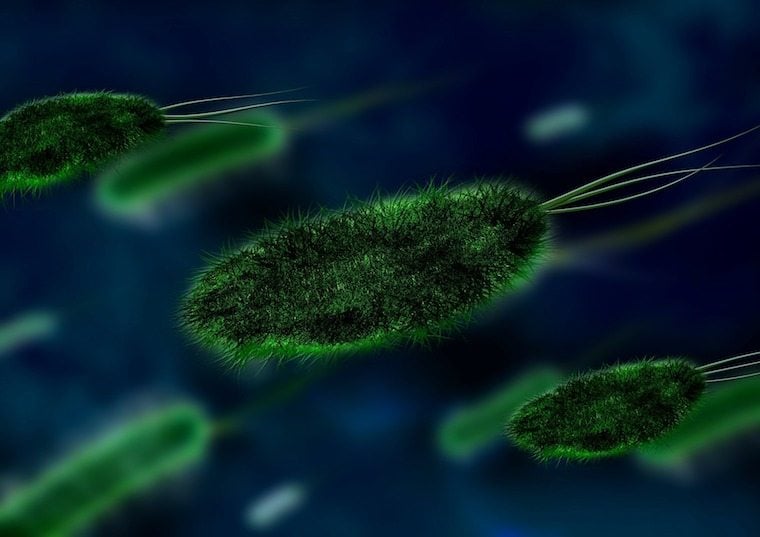 A close up of green bacteria. 