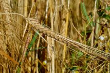 I look at the research to determine the truth about whether non celiac gluten sensitivity and gluten intolerance is real or just in your head.
