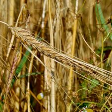 A field of wheat.