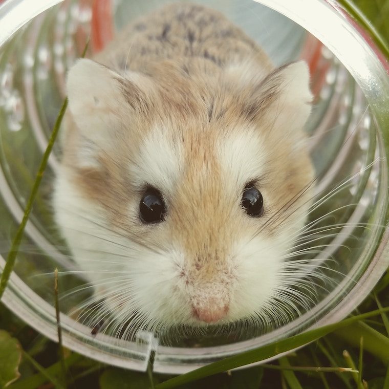 A hamster in a tube.