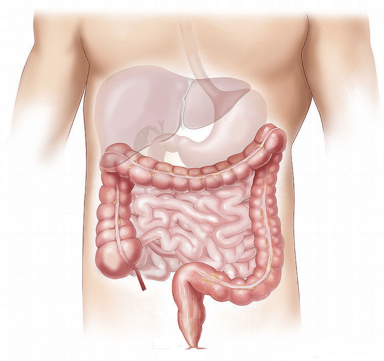 The diagram of the inside of a body.