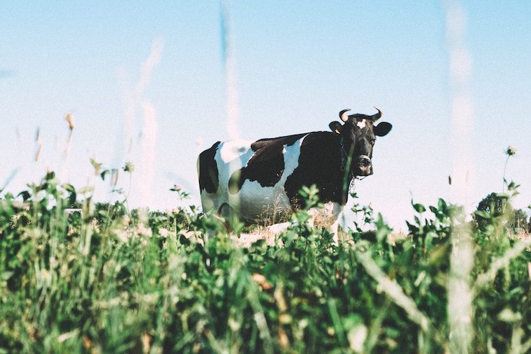 cow in a field