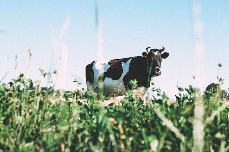 A cattle standing on top of a grass covered field.