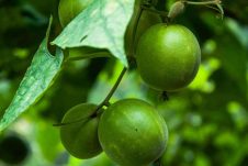 I’ve set out to uncover the truth around low calorie natural sweeteners like Stevia, Monk Fruit & Yacon Syrup to find out whether they’re any different from non-natural artificial sweeteners.