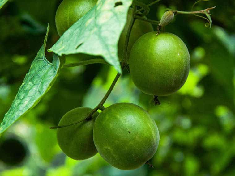 Monk fruit in a tree.