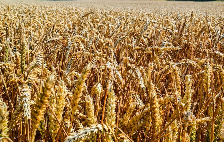 Field of wheat.