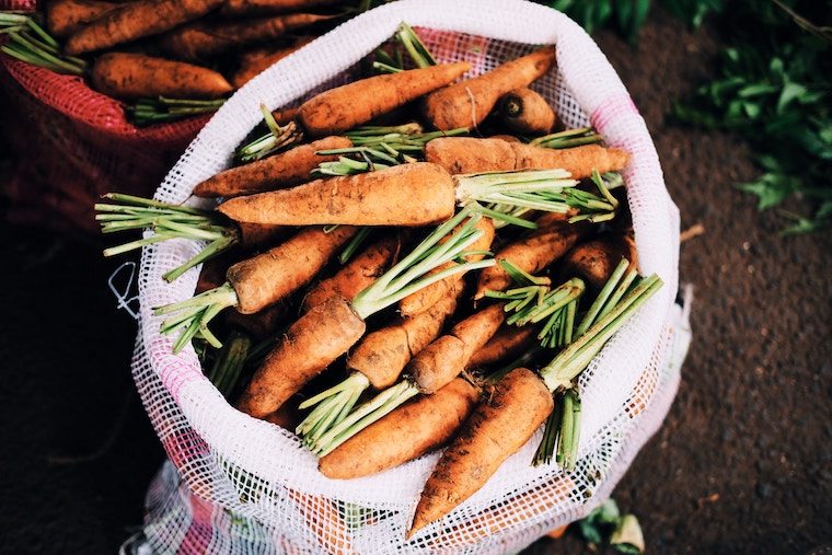 Carrots being harvested in a barrel.