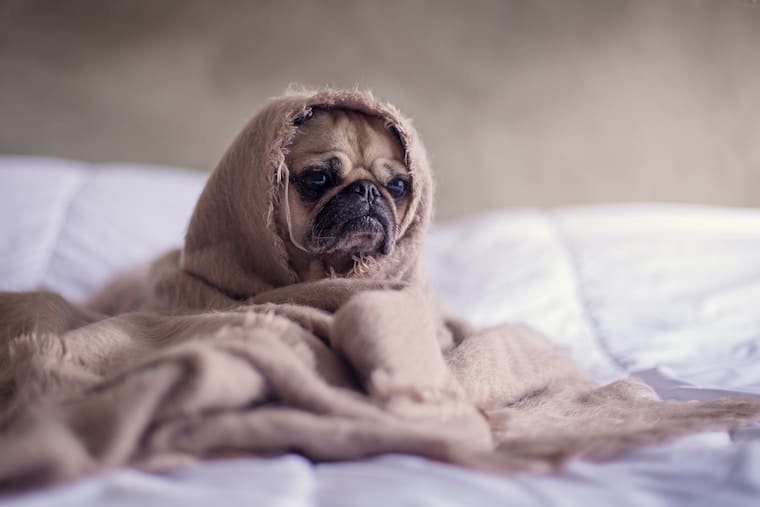 A pug wrapped up in blanket on sitting on a bed.