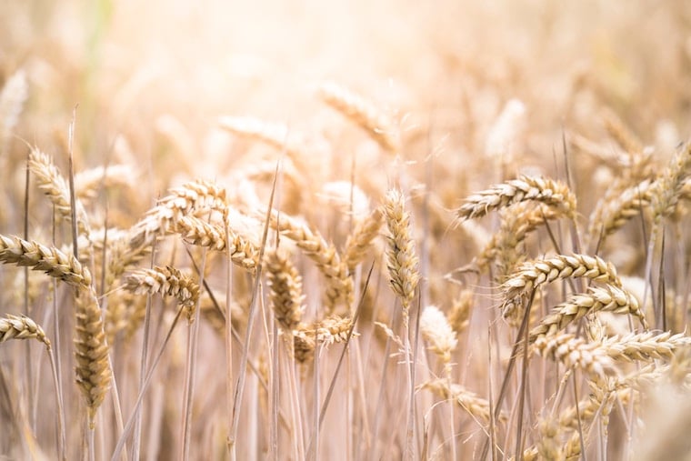 A close up of some wheat.