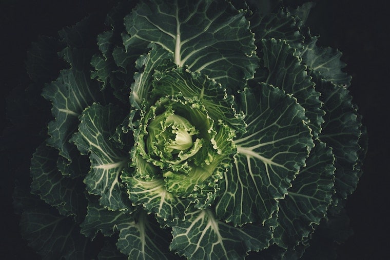 close up of leafy greens