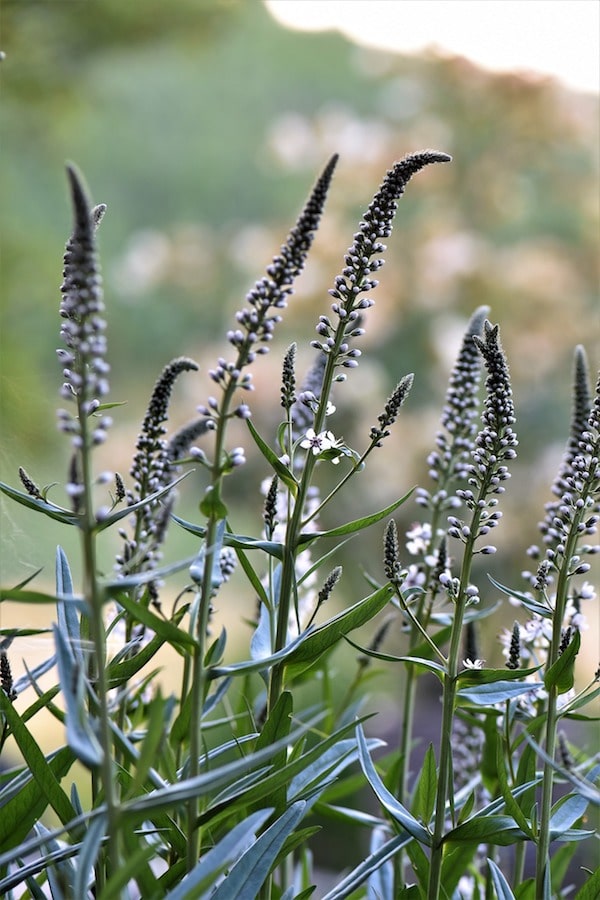 blue/black cohosh herb