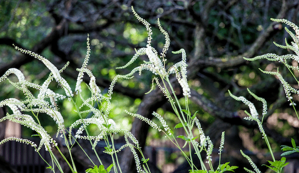 blue/black cohosh herb