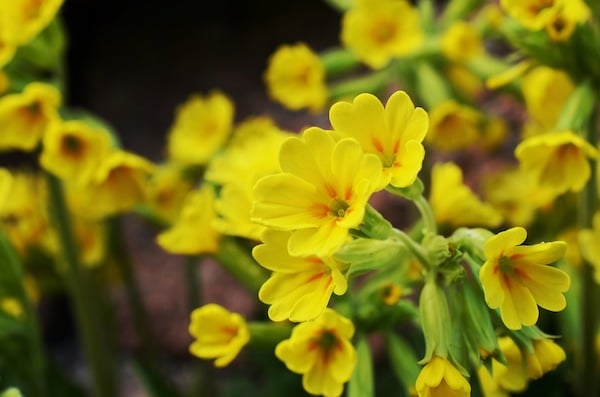 Primerose flowers.