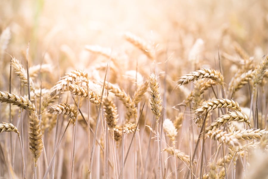 field of wheat 