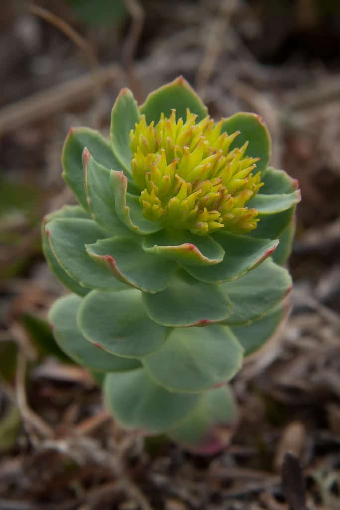 Close up of yellow and green adaptogen plant.