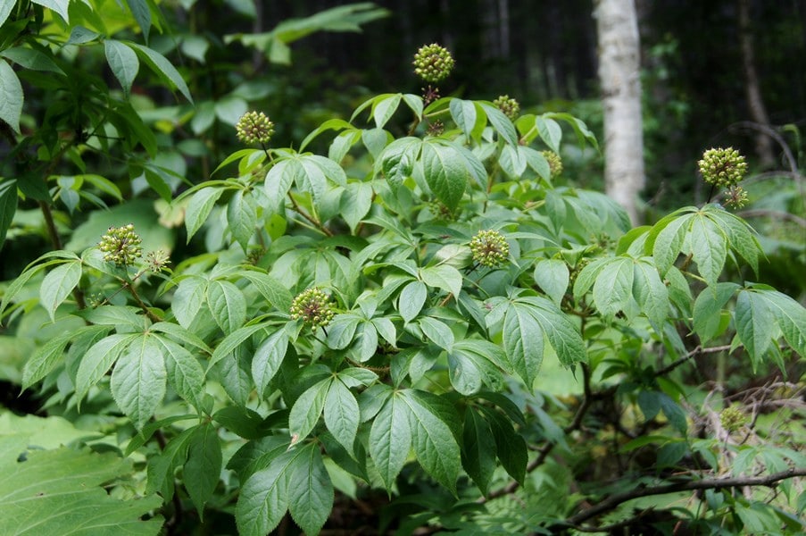 Green adaptogen plant.