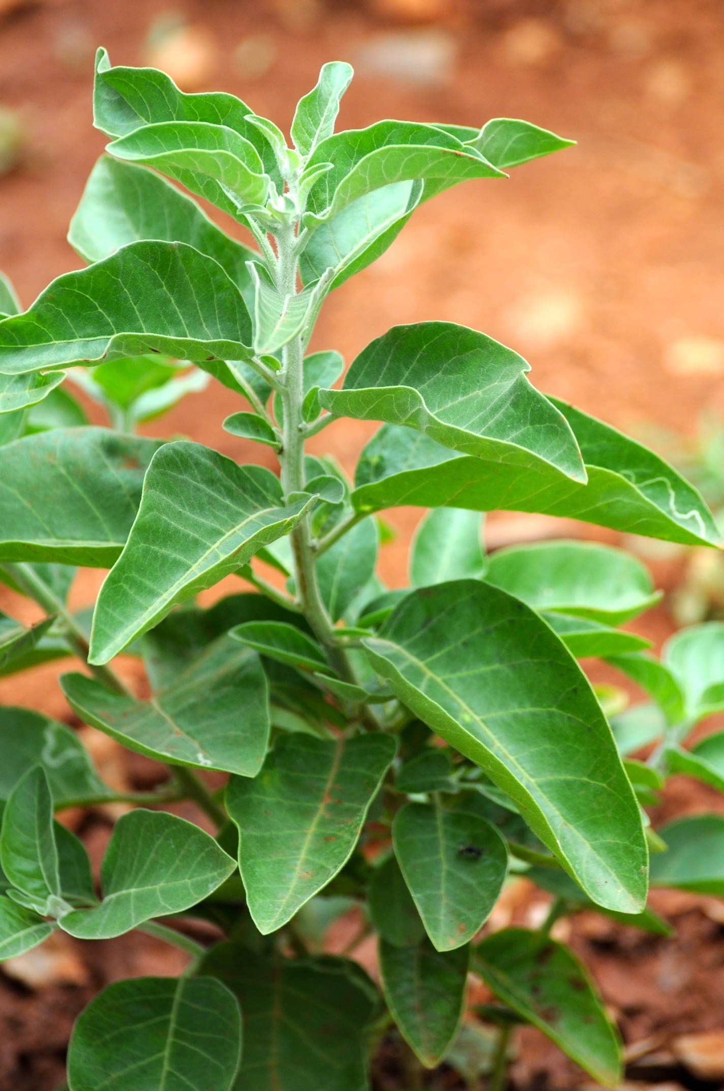 close up of green adaptogen plant