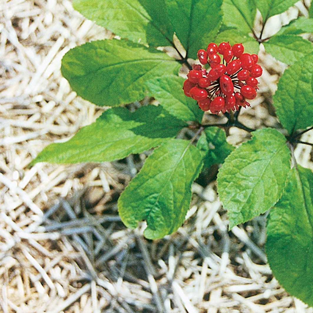 Birds eye view of red and green adaptogen plant.