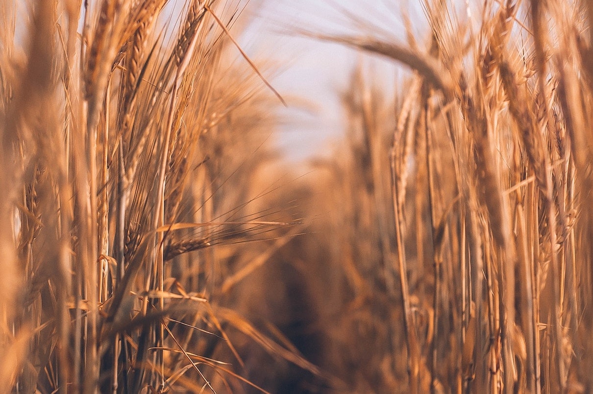 Field of wheat referencing low carb pregnancy.