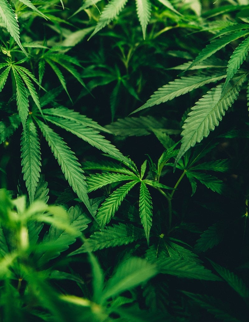 Close up of cannabis against a black background.