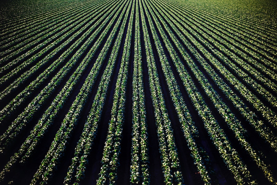 Glyphosate sprayed on food crops in a field.