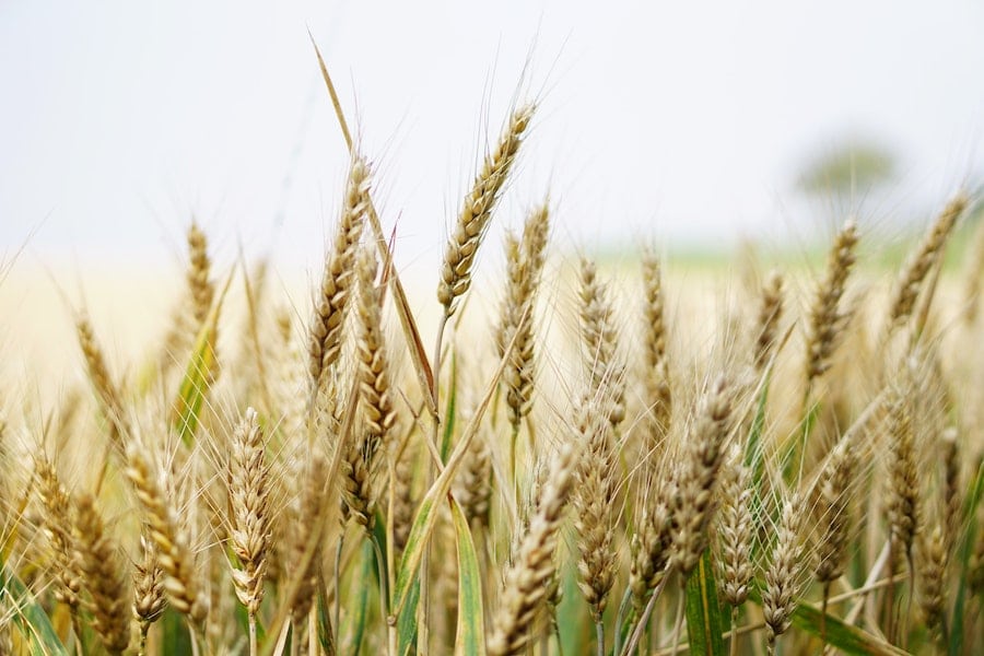 Wheat in a field.