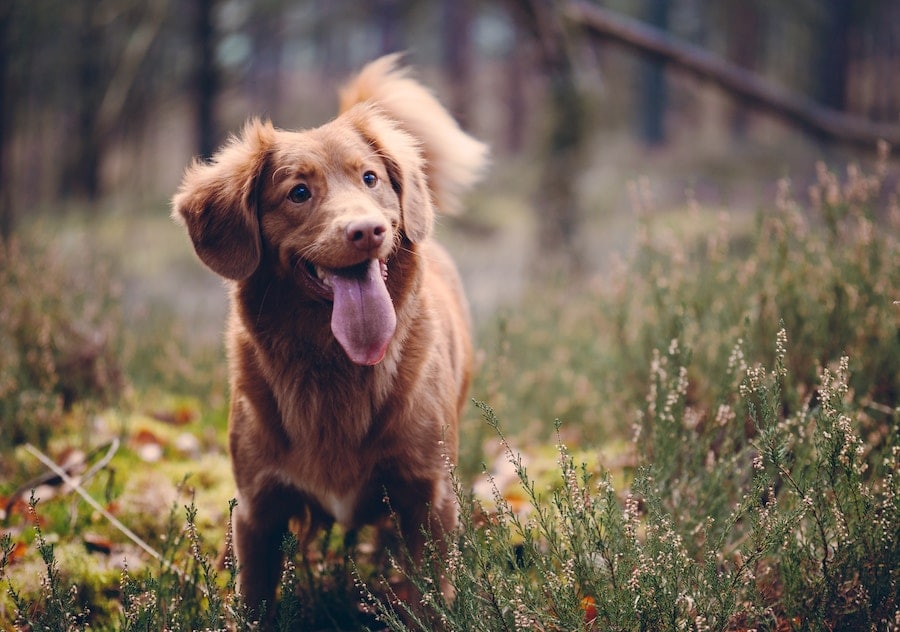 A dog in a field.