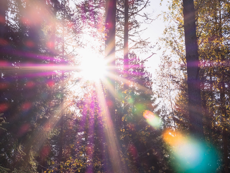 Forest with sunlight.