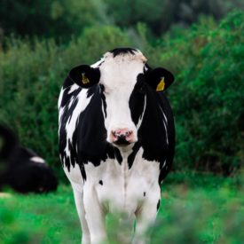 Black and white cow in a fied.